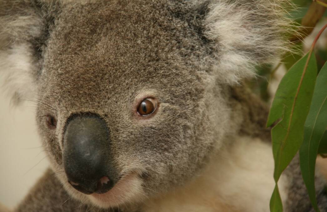 Koala. File picture.
