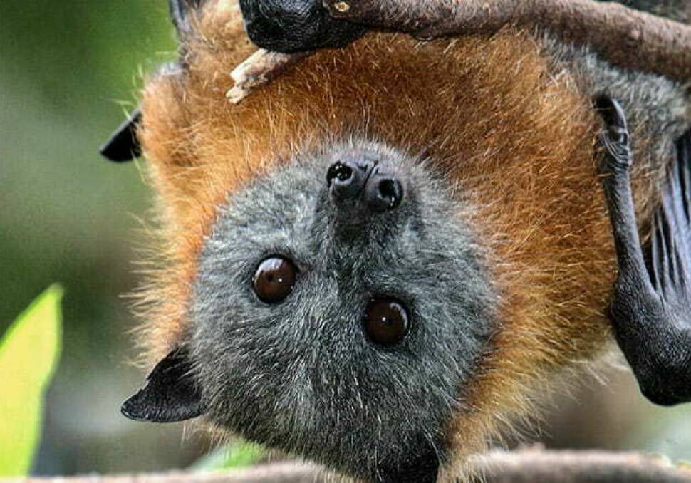 Wingham Brush is a significant roosting and maternity site for the vulnerable grey-headed flying fox. Picture supplied.