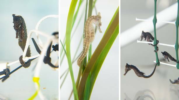 Following its most successful breeding year to date, SEA LIFE Sydney Aquarium will release 700 juvenile Whites seahorses into Sydney Harbour and Port Stephens.