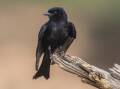 The fork-tailed drongo bird ... guilty by association? Picture Shutterstock