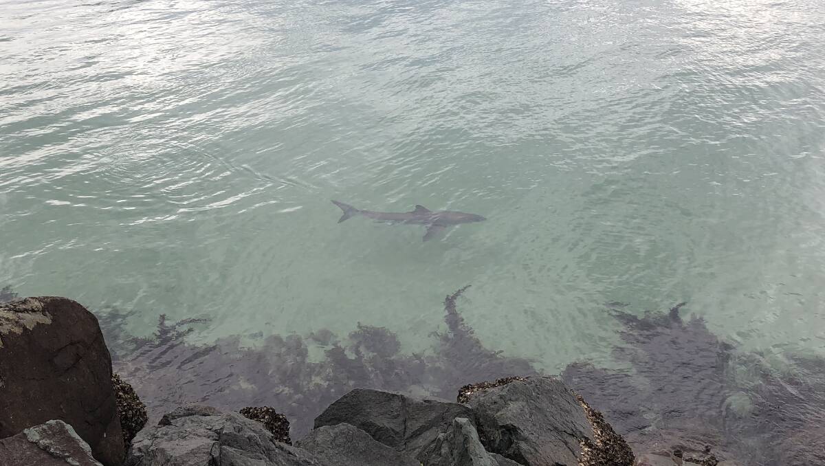 Shark estimated to be around five feet long | Great Lakes Advocate | Forster, NSW