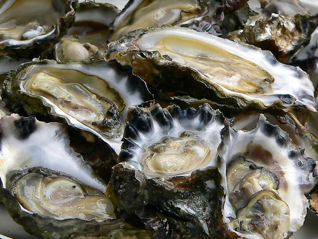 Experts investigate mysterious oyster deaths Great Lakes Advocate